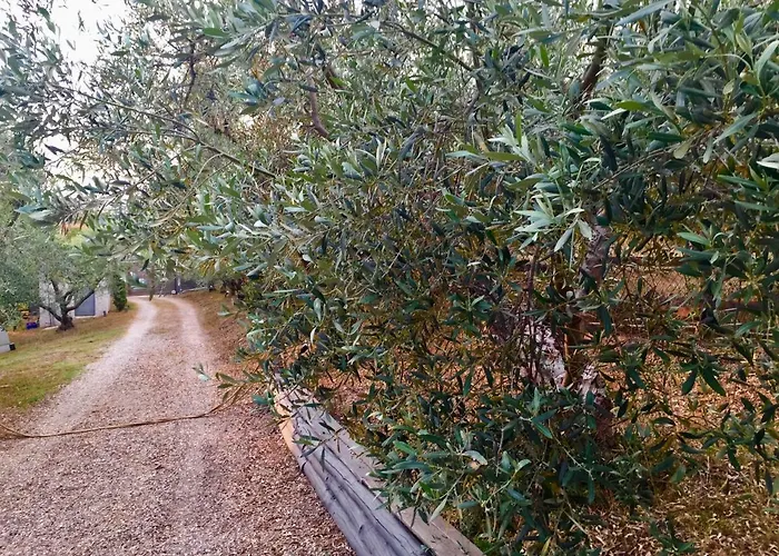 Sea View In Olive Garden